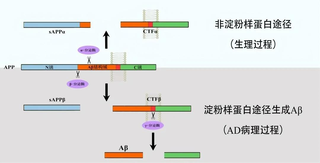 淀粉樣前體蛋白(APP)生成Aβ過(guò)程